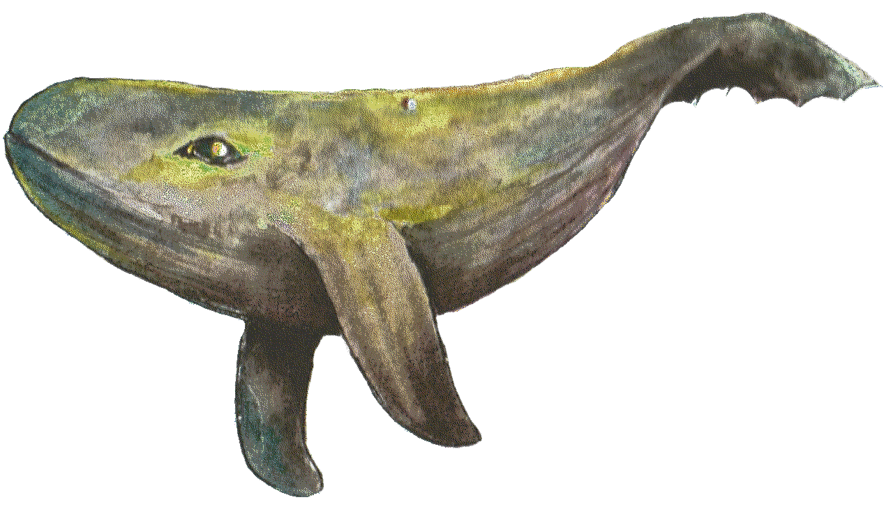 Whale